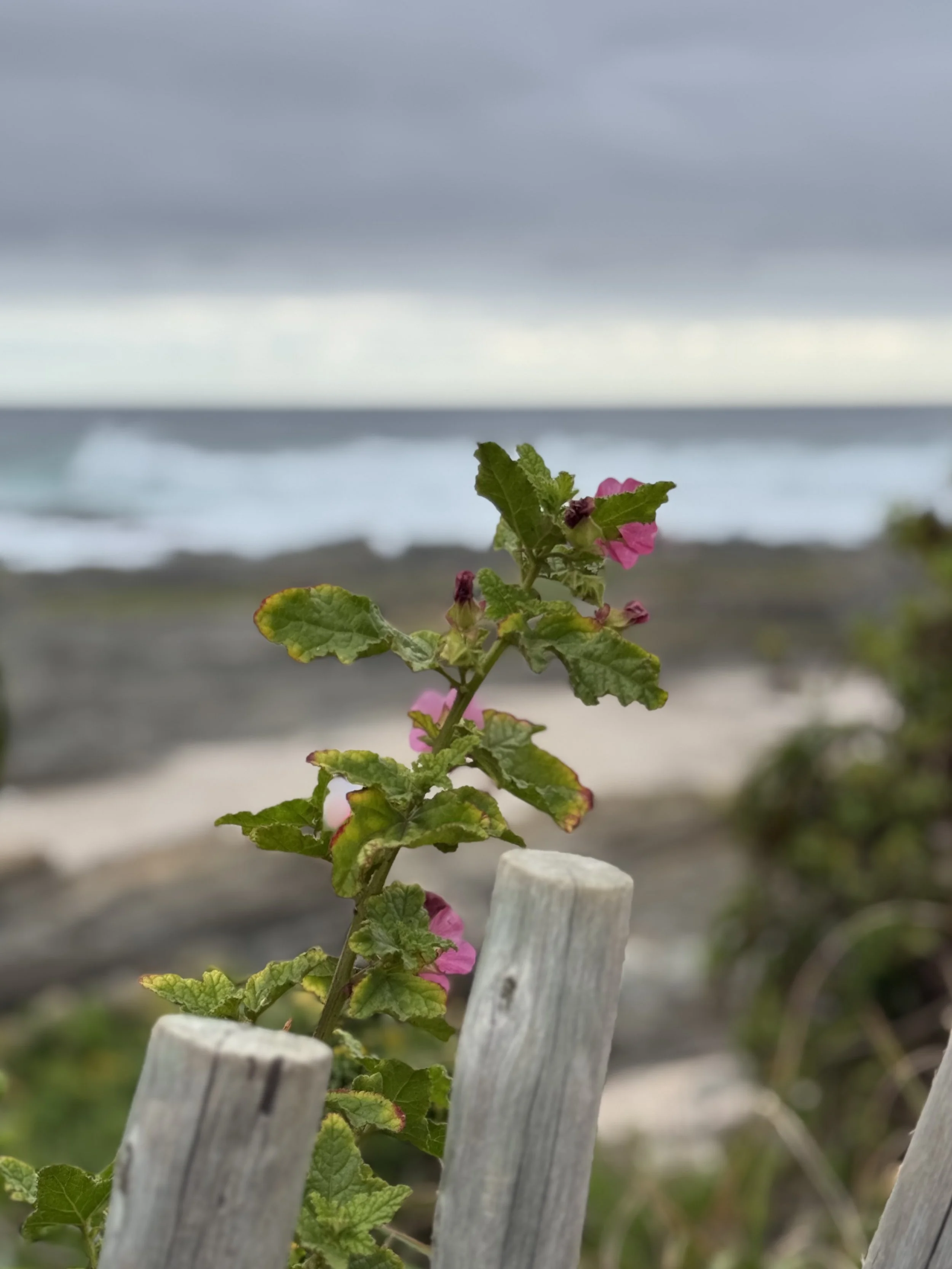 Storms River Mouth, South Africa, December 2024