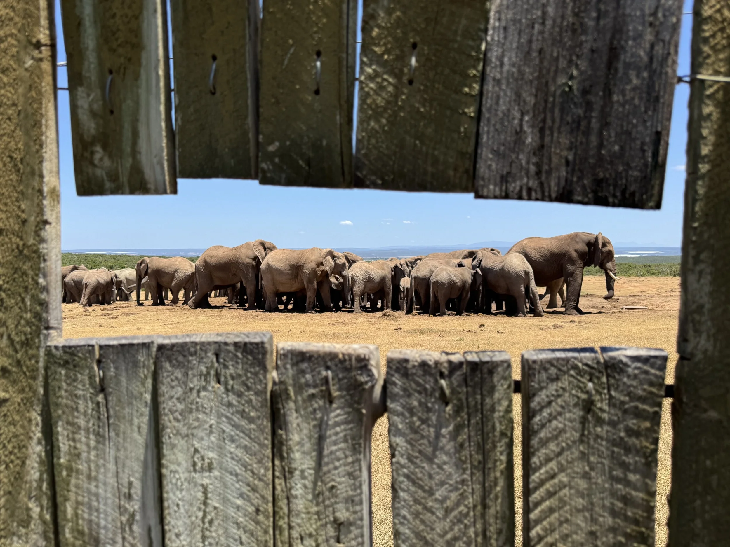 Addo Elephant National Park, South Africa, January 2025