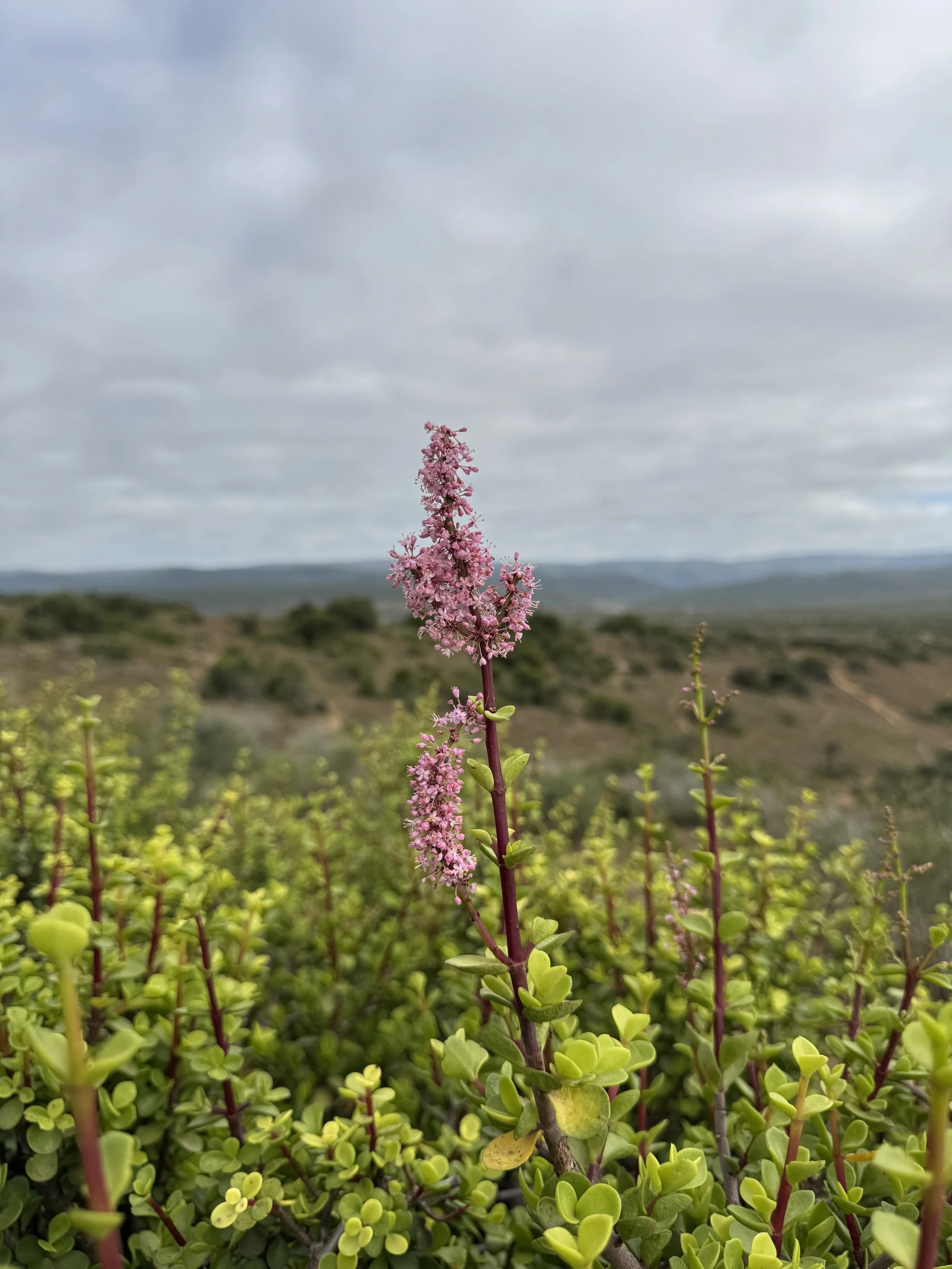 Addo Elephant National Park, South Africa, January 2025