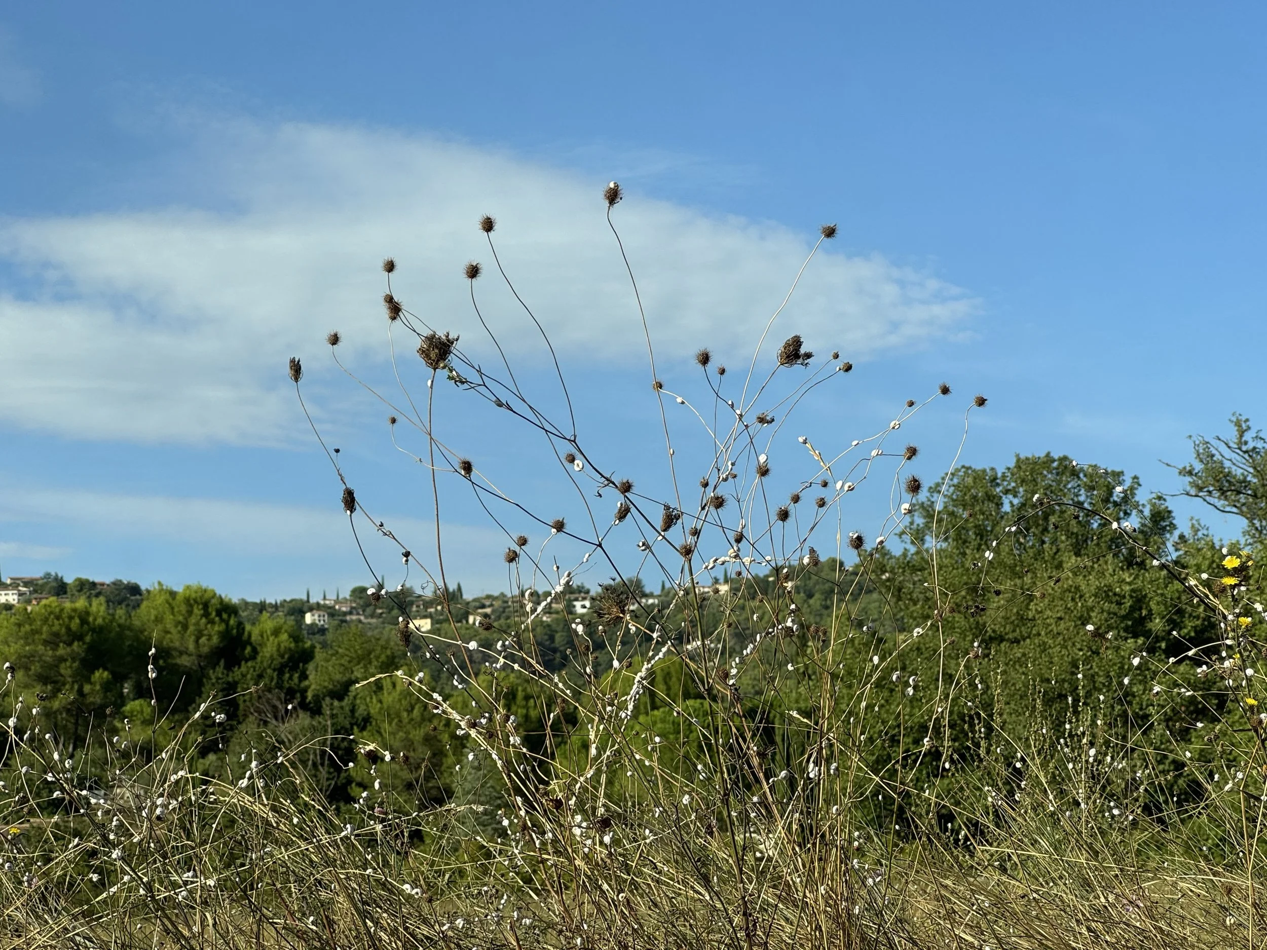 Snails escaping the hot ground, Montauroux, France, September 2025