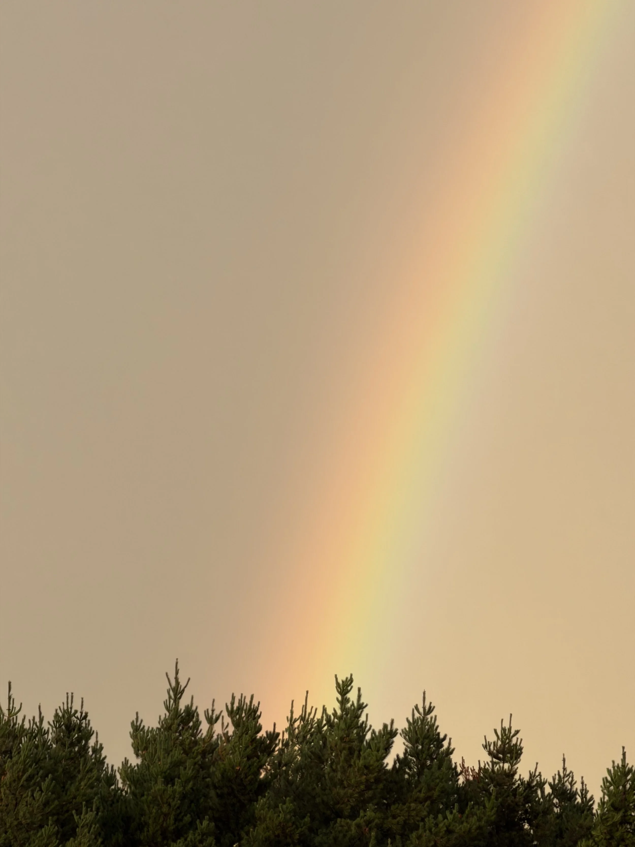 Rainbow (8x), Cardiff, November 2025