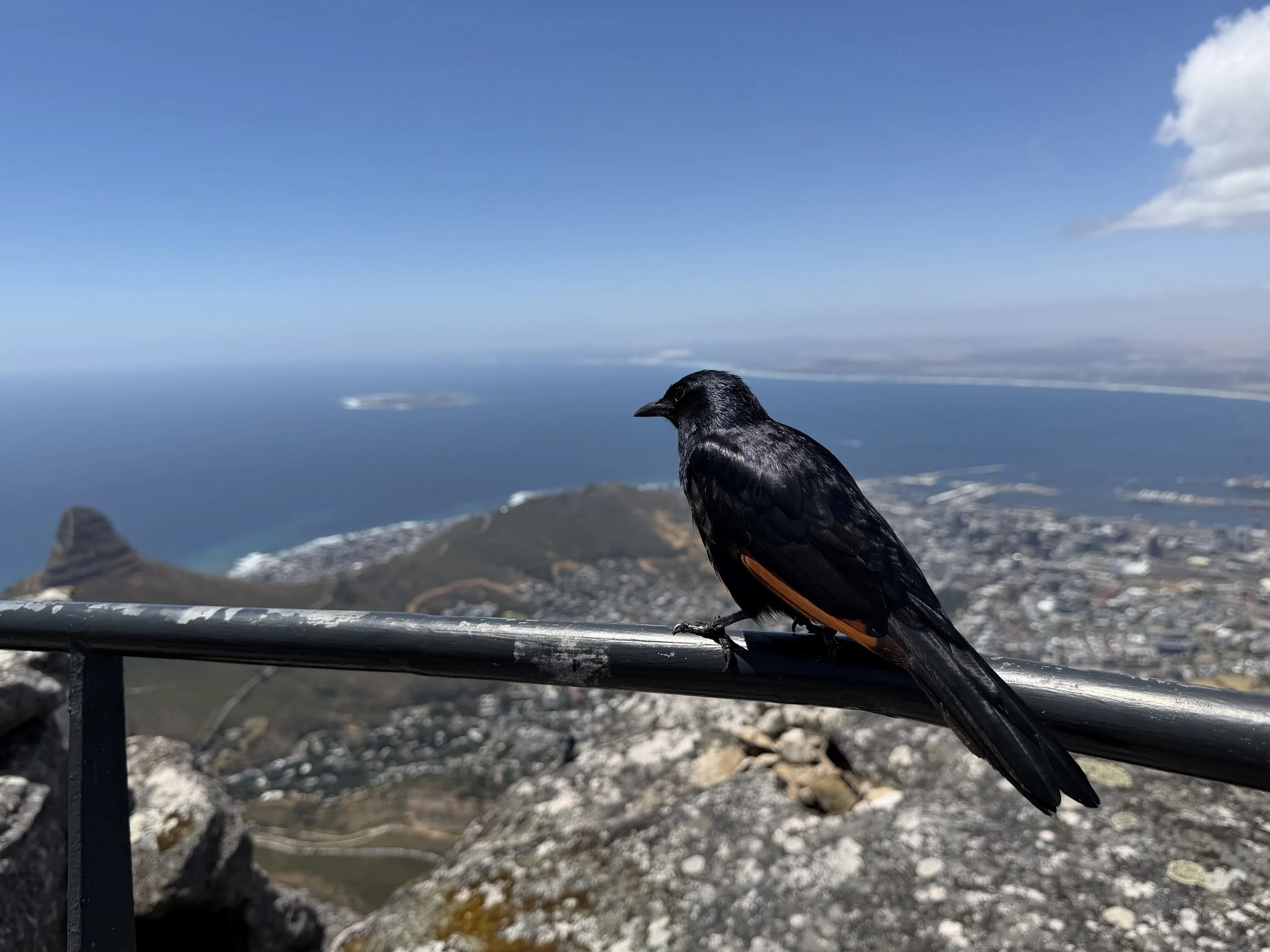 Table Mountain, Cape Town, South Africa - December 2025
