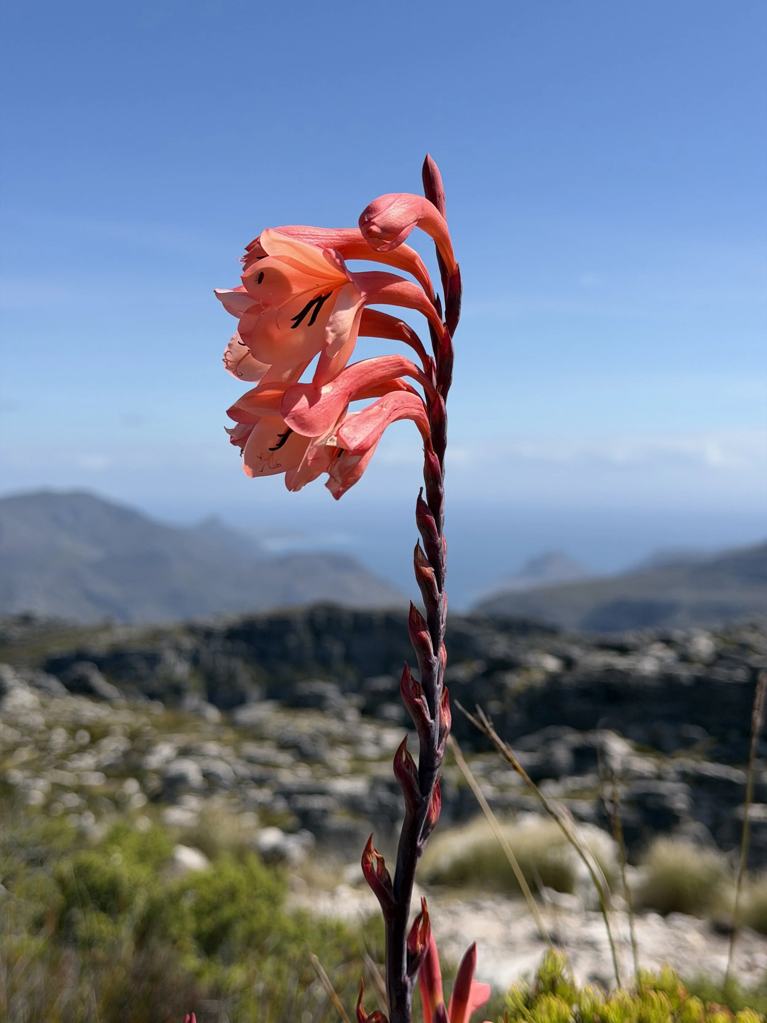 Table Mountain, Cape Town, South Africa - December 2025