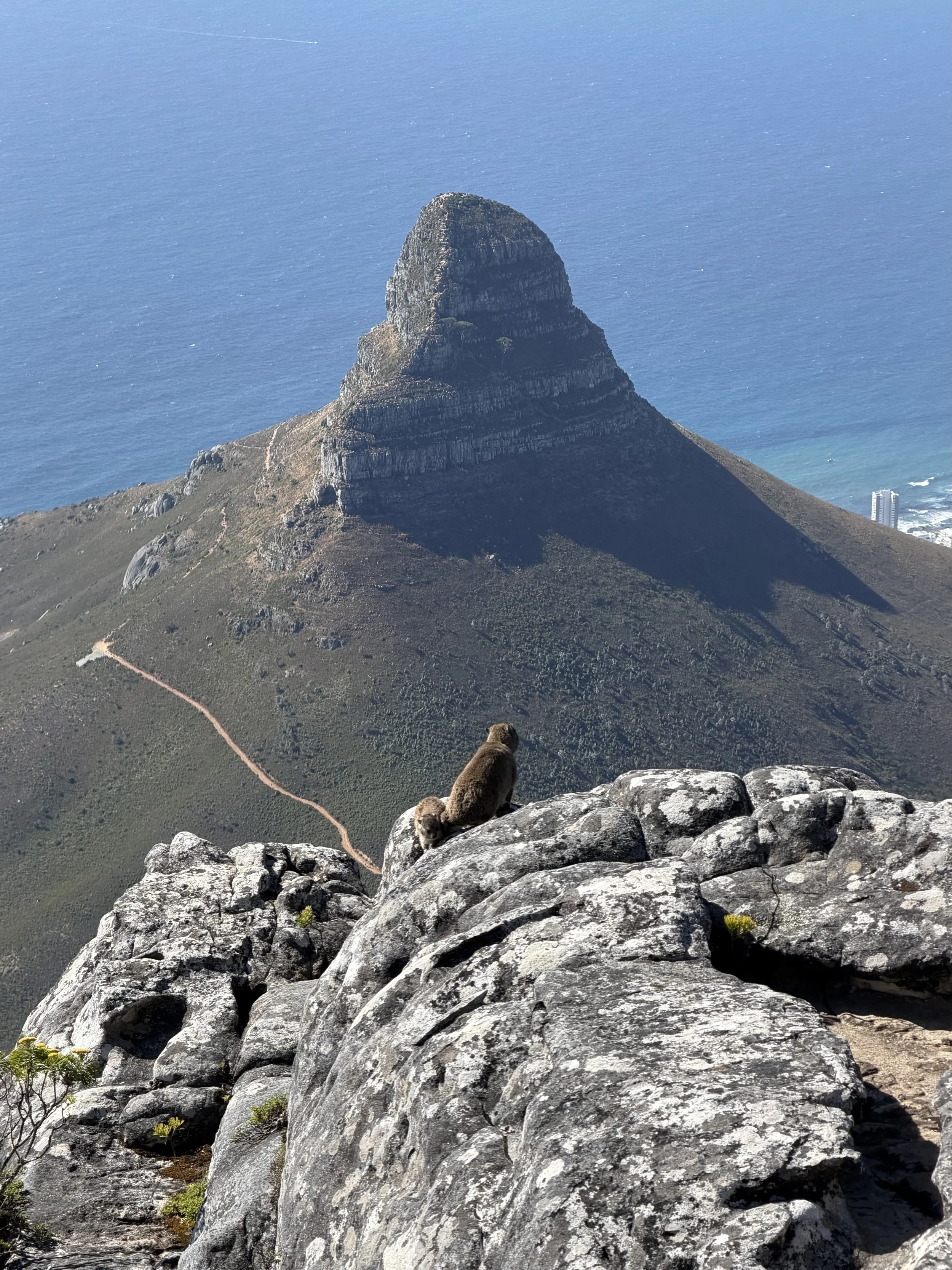 Table Mountain, Cape Town, South Africa - December 2025