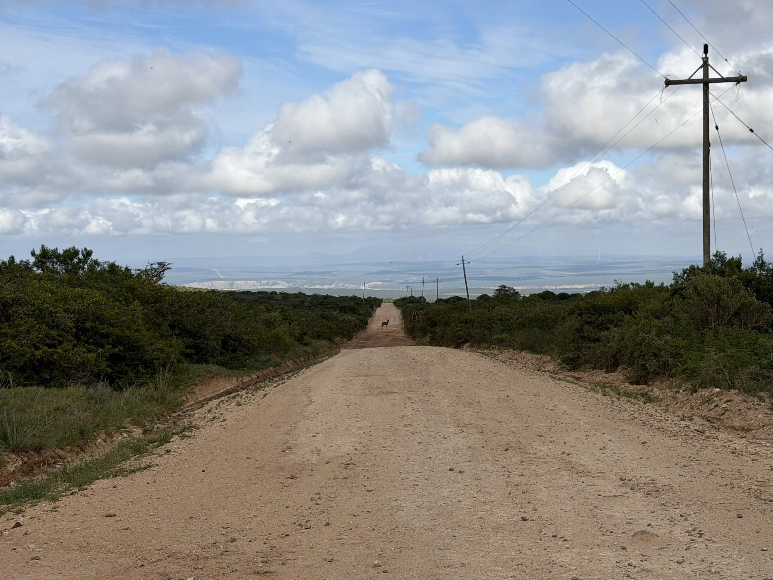 Addo Elephant National Park, South Africa - January 2026