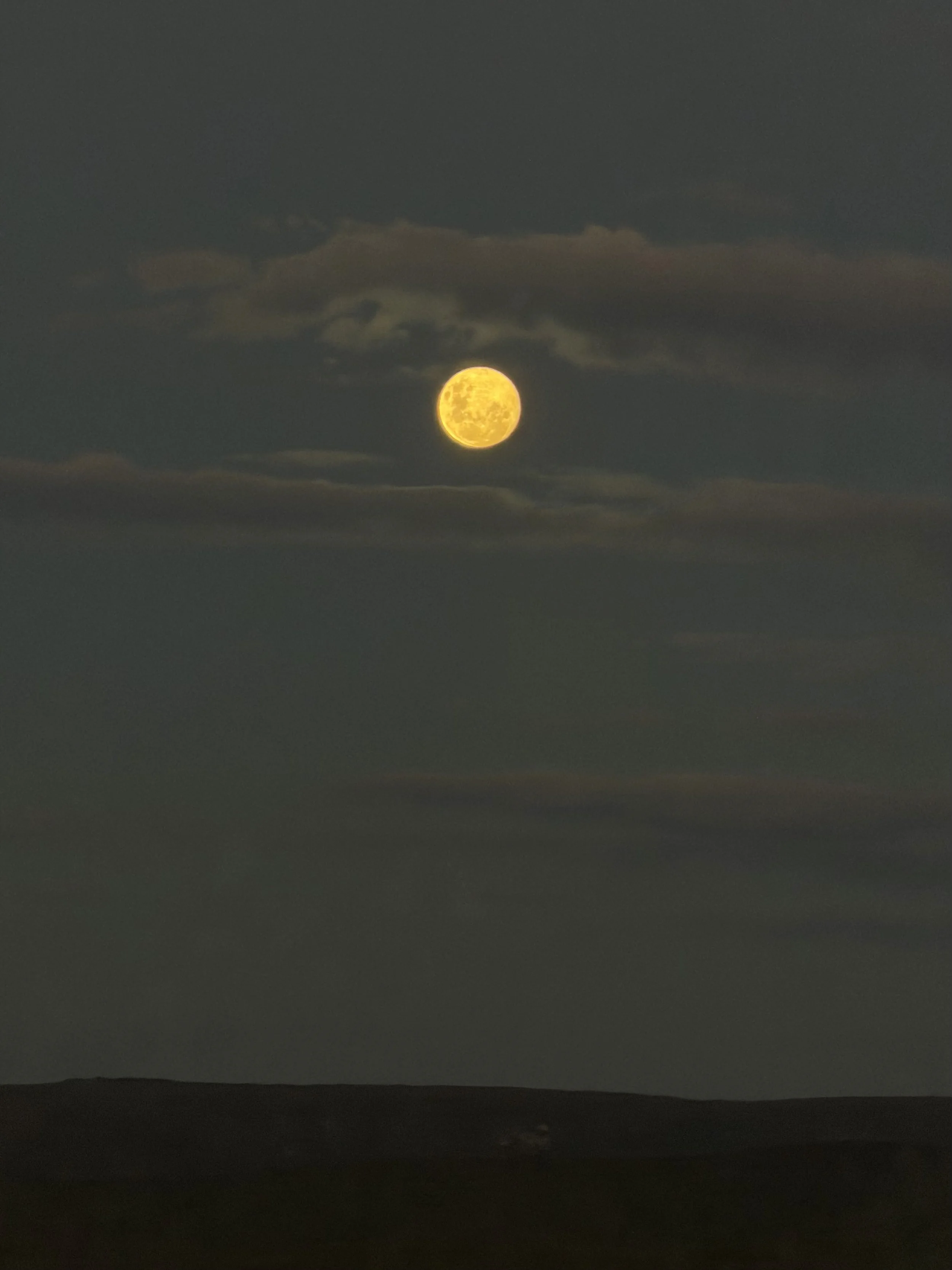 Addo Elephant National Park, South Africa - January 2026