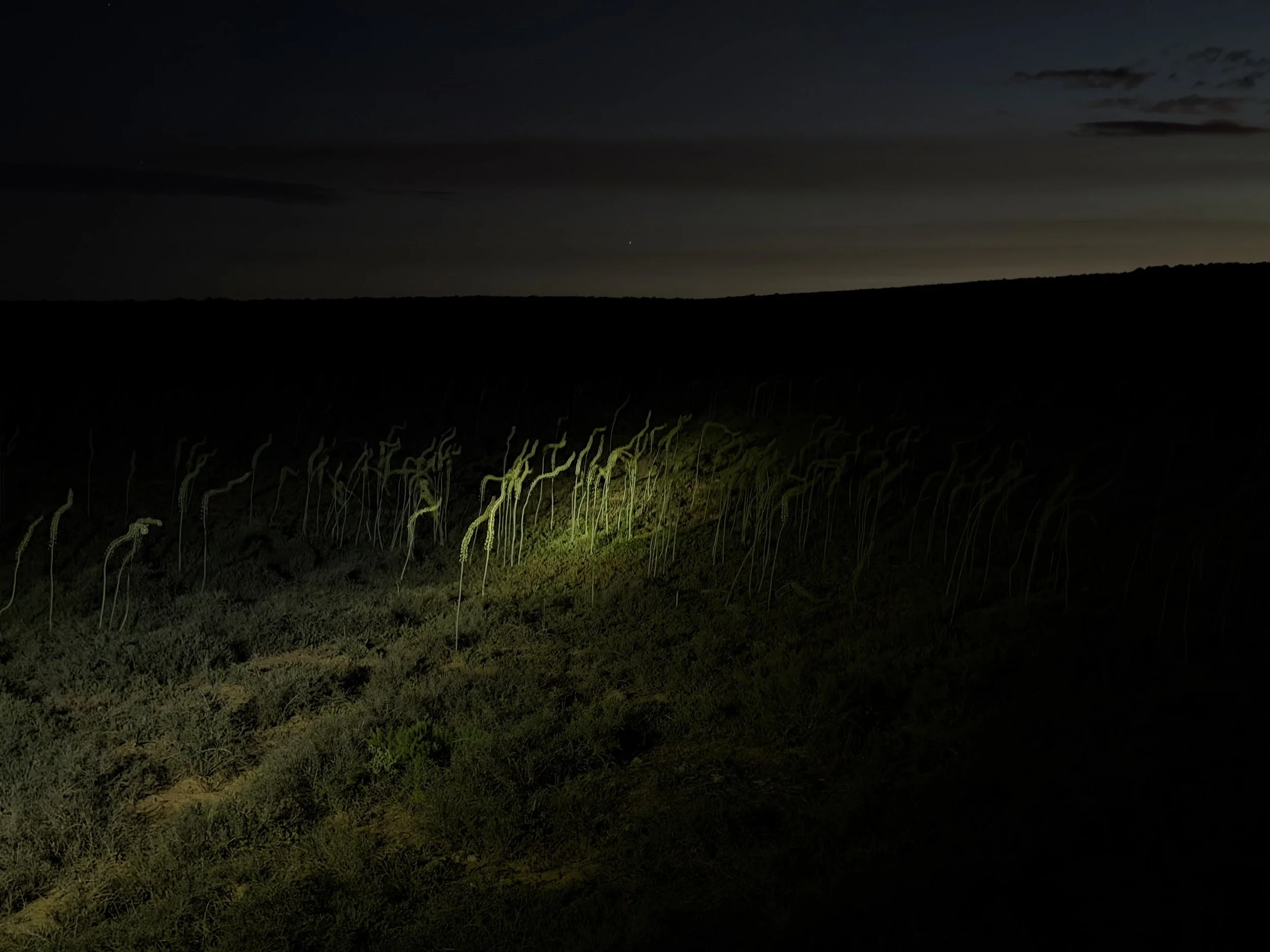 Addo Elephant National Park, South Africa - January 2026