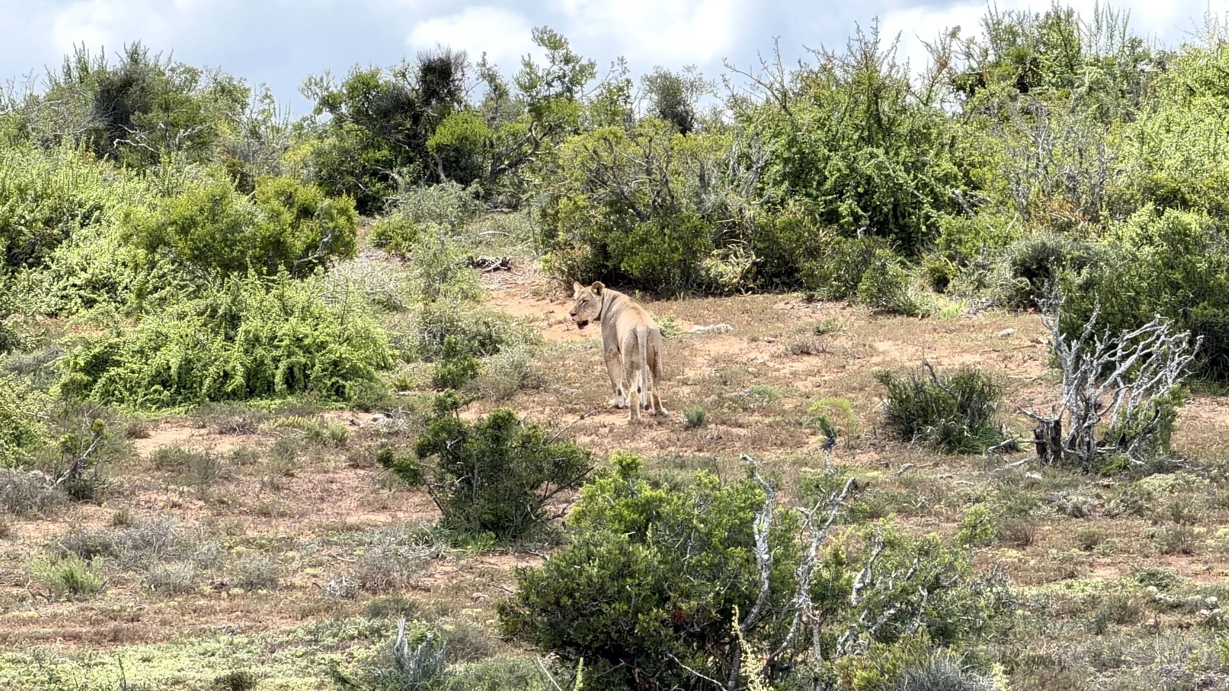 Addo Elephant National Park, South Africa - January 2026
