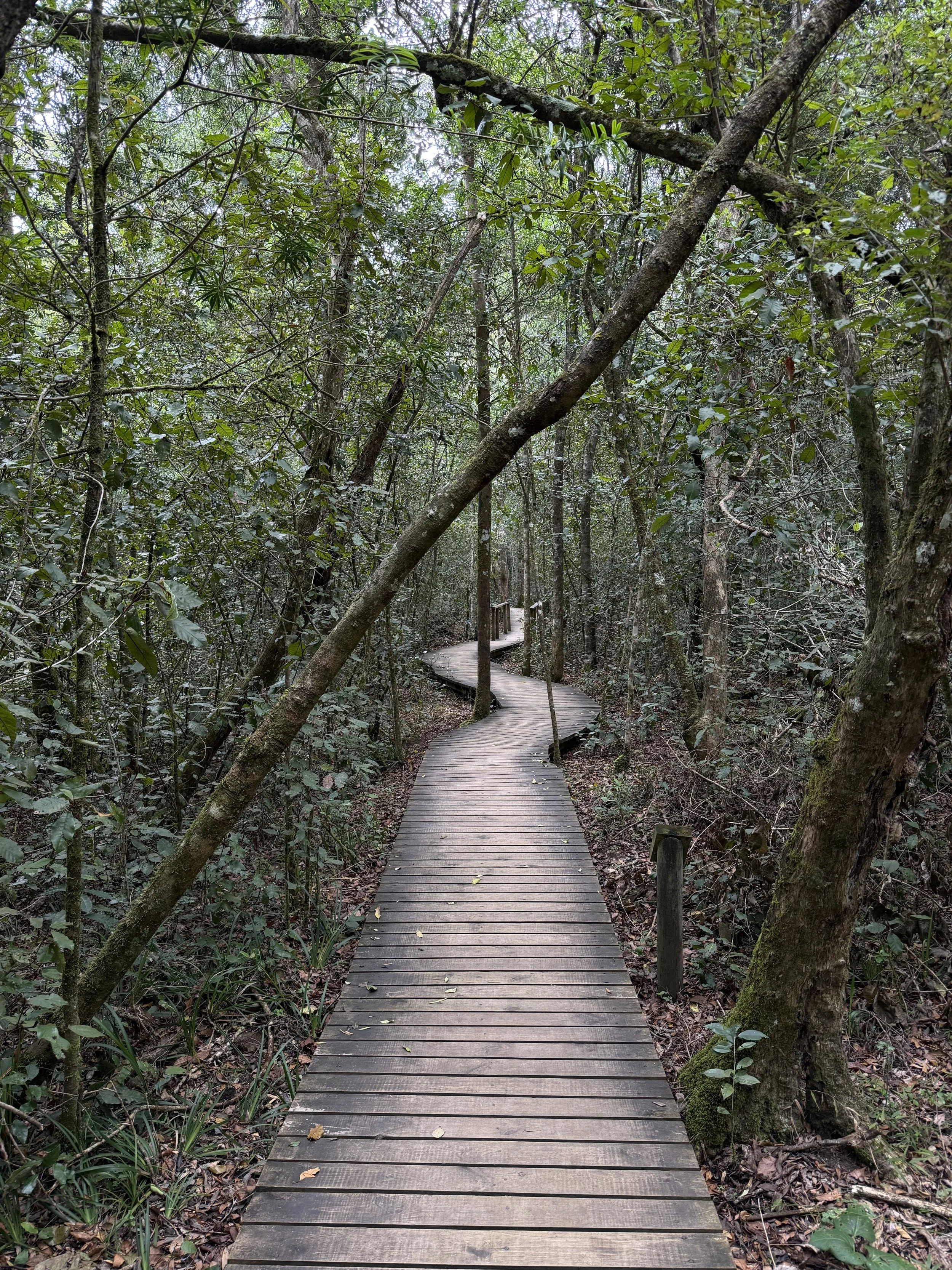 Big Tree, Tsitsikamma, South Africa - January 2026