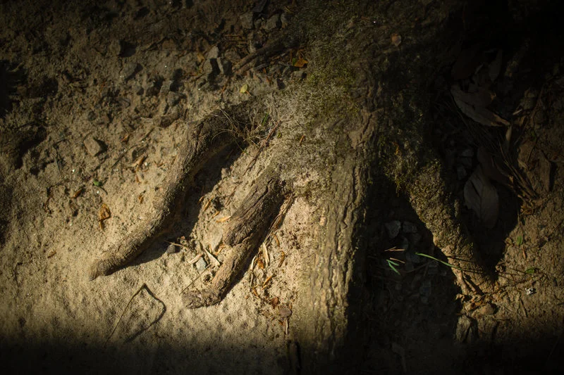 The roots of a tulip poplar, a common hardwood tree with medicinal properties. PHOTO BY STEPHEN NOWLAND, EMORY UNIVERSITY