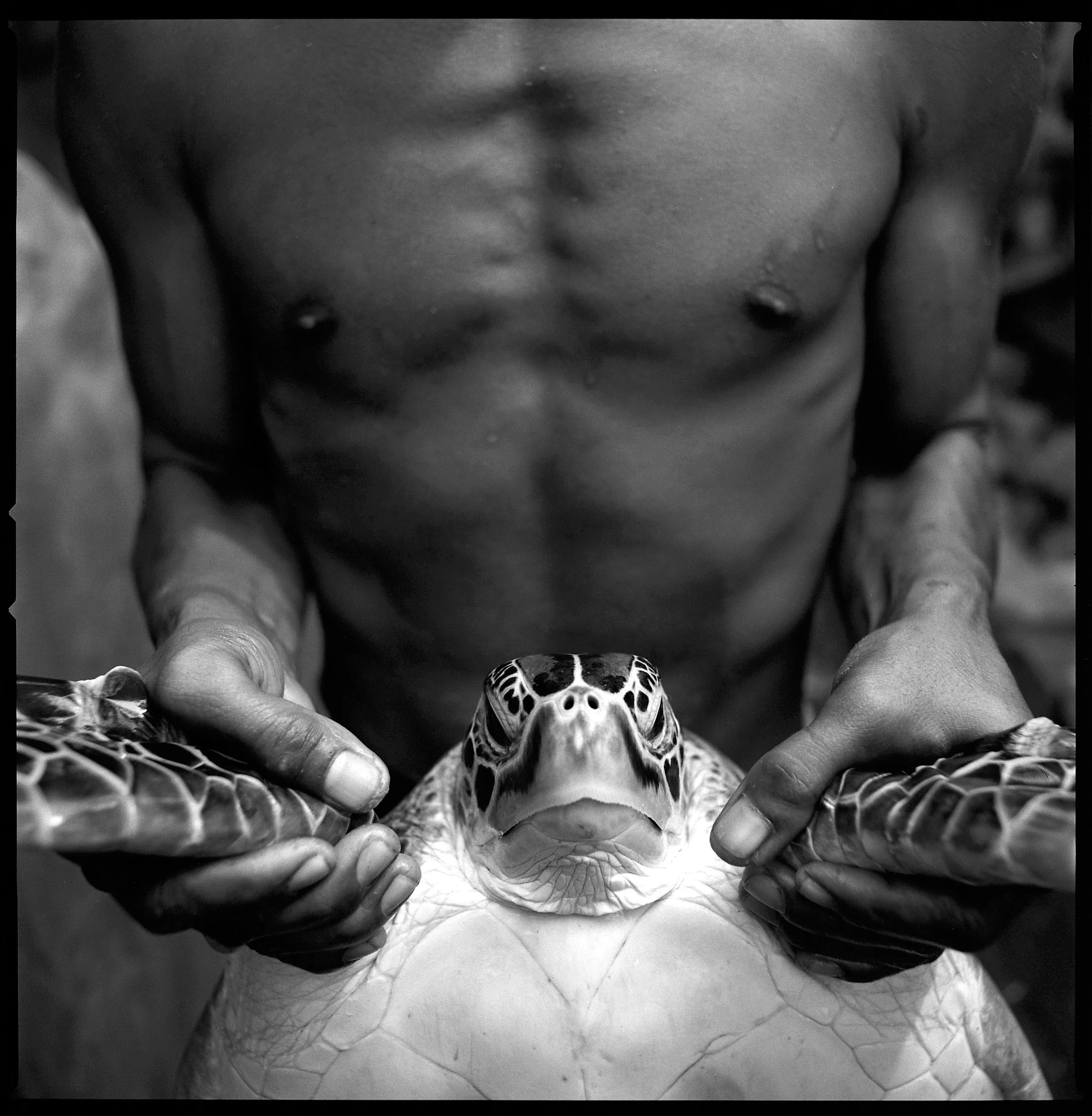 Turtle#4-98 copy.jpg