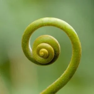 Beliefs and the inner critic.jpg