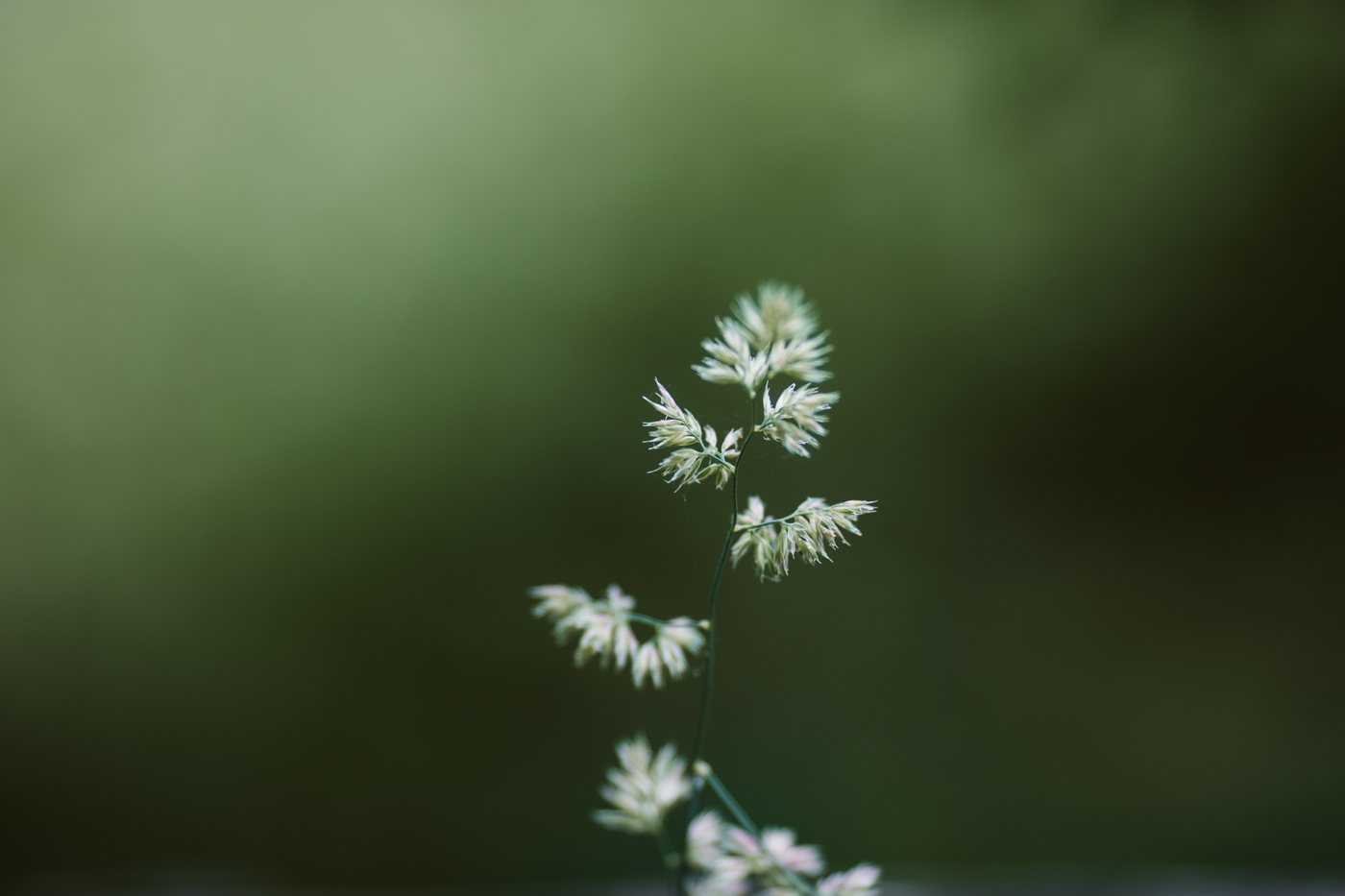 forest-adventure-mountain-top-elopement-photographer-pnw-seattle-washington-wedding-engagement-hike-photography-alaska-anchorage-dutch-harbor-northcascades-mtrainier-pnw-catie-bergman-pacific-northwest-_0114.jpg