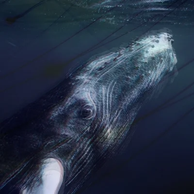 Biology’s Arthur Popper Talks About Human Activity That’s Forcing Dolphins and Whales to Shout in the Ocean – Inside Science