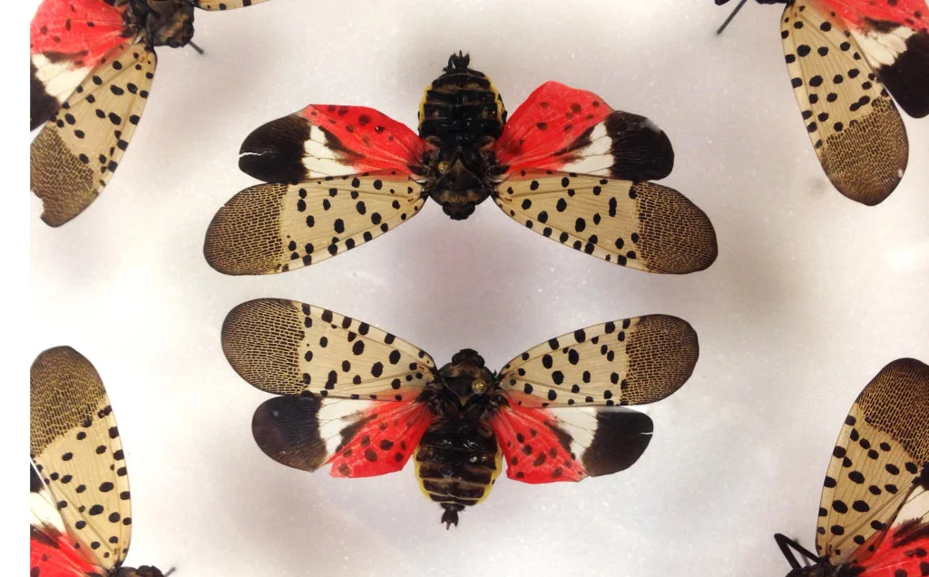  Entomology’s Mike Raupp Talks about Summer Bugs with Kojo Nnamdi – NPR