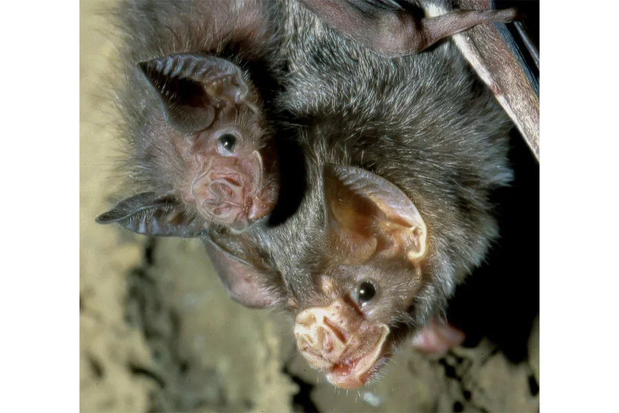 Biology's Gerald Wilkinson Explores Sharing and Cooperation in Vampire Bats - The Christian Science Monitor