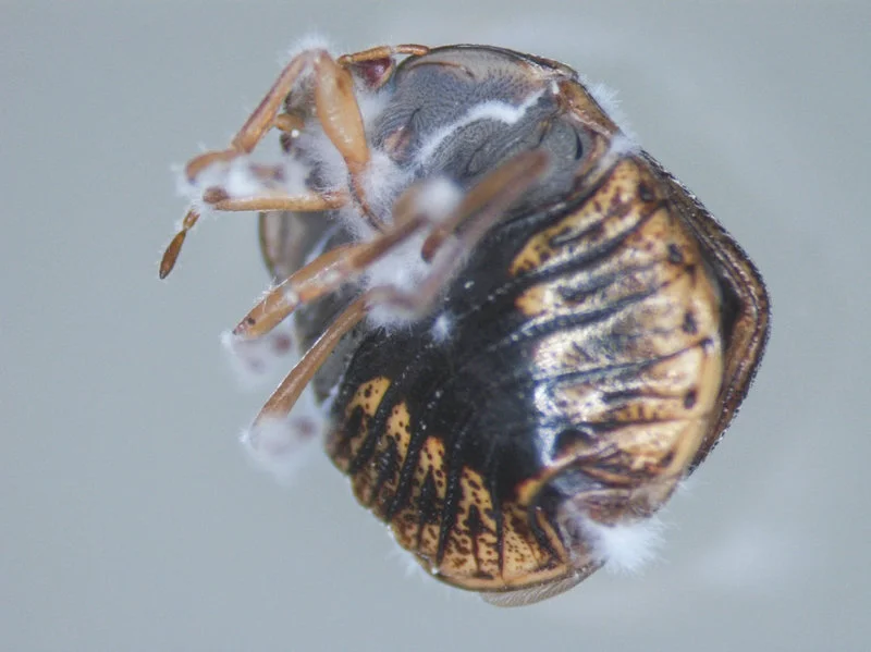  	Entomology's St. Leger Discusses Fungal Pesticides as Alternative to Traditional Chemicals - NPR