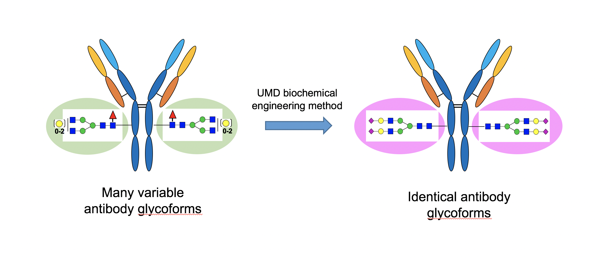 New Method Enables Creation of Better Therapeutic Antibodies