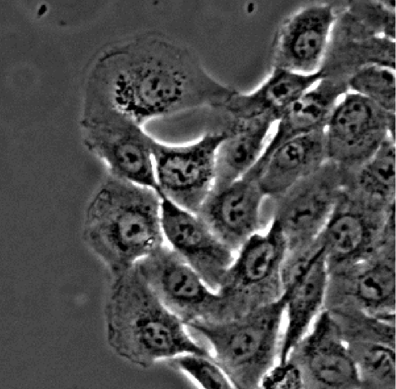 biophysics.gif