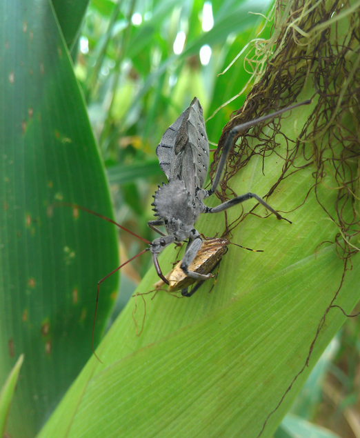 entomology.png