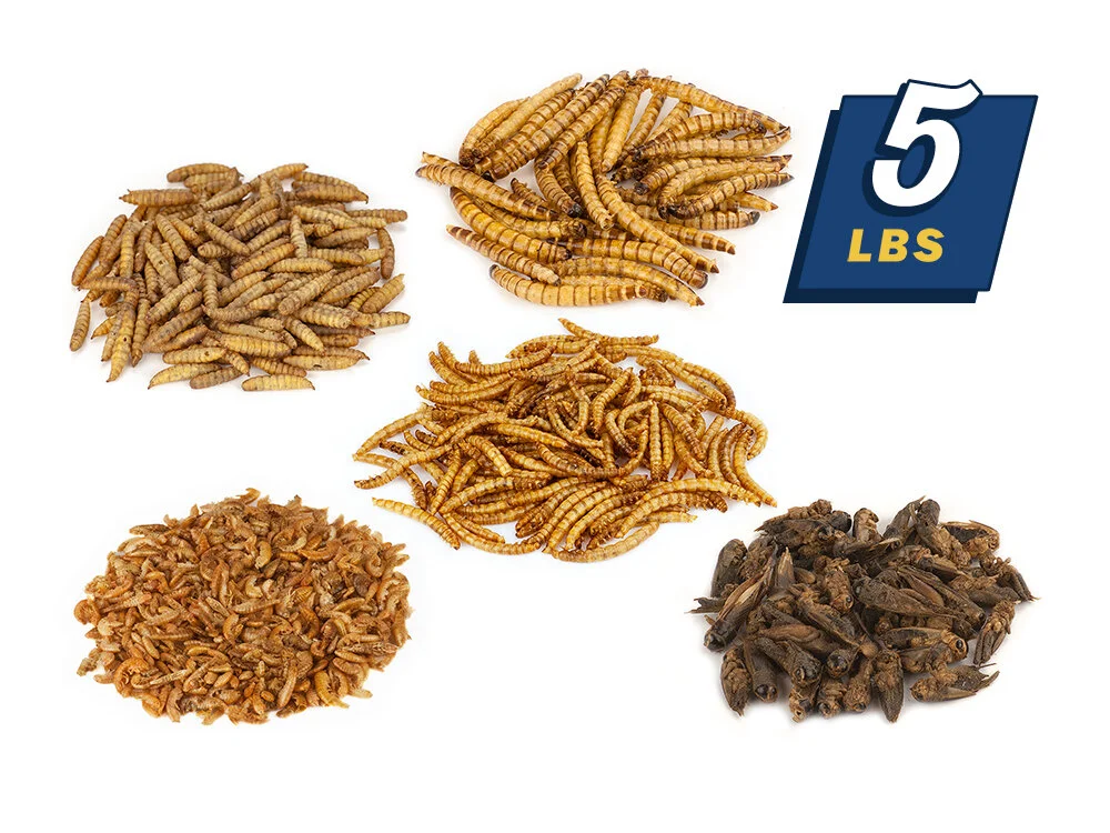Quality Dried Mealworms Lowest Prices & Free Shipping