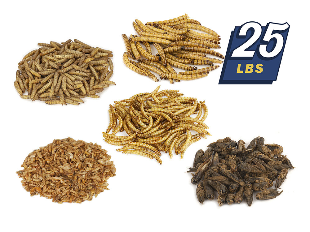 Quality Dried Mealworms Lowest Prices & Free Shipping