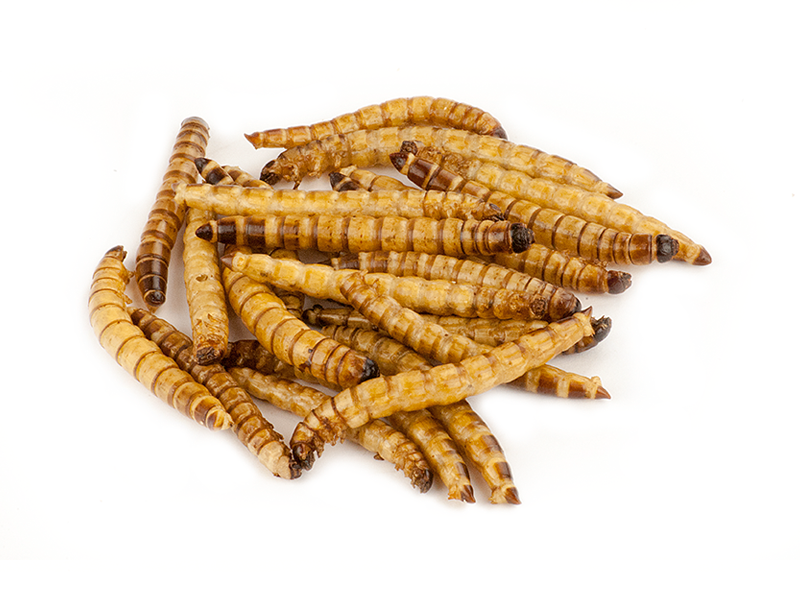 Quality Dried Mealworms Lowest Prices & Free Shipping