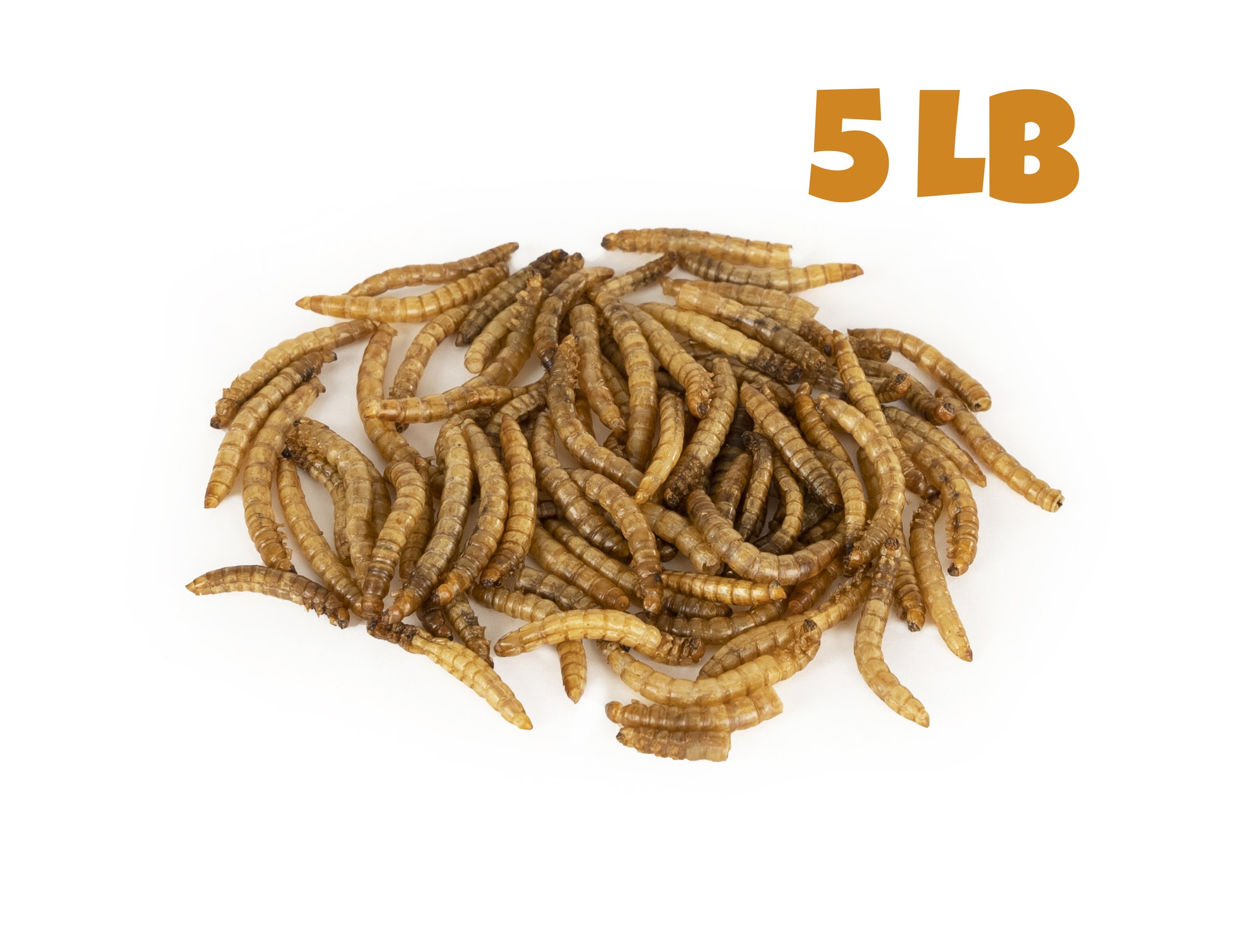 Dry Mealworms 