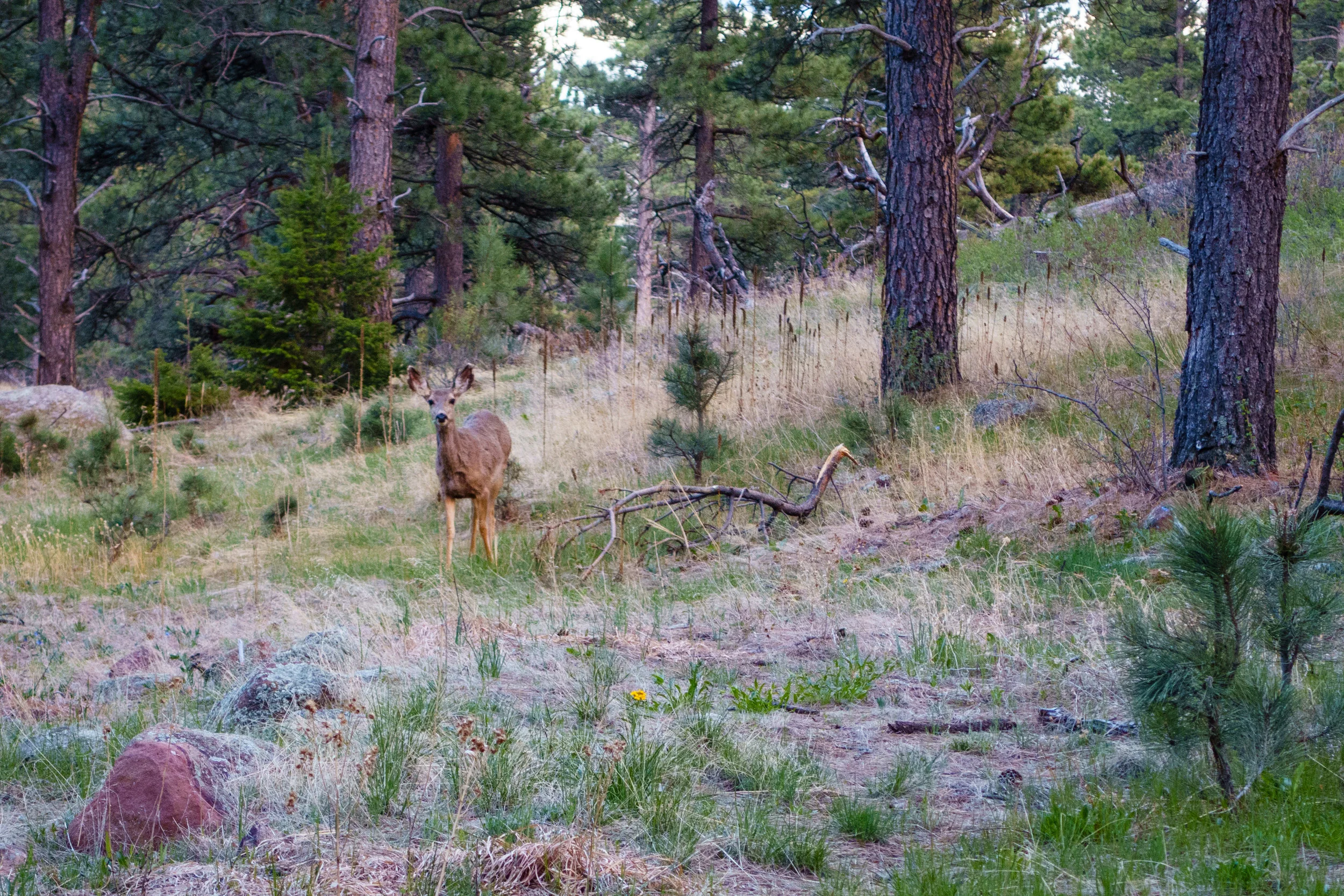 Mule Deer at Shanahan Ridge