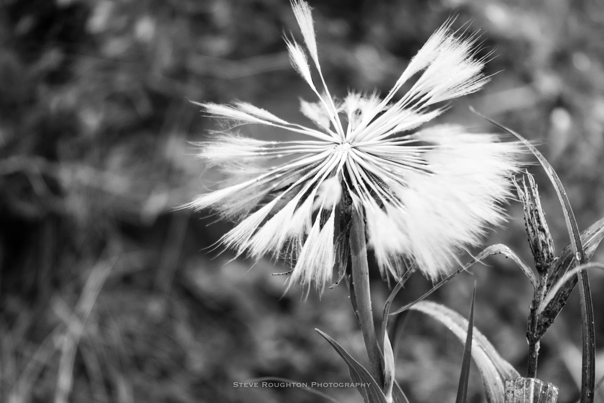 20170725-DSC01473-Edit.jpg