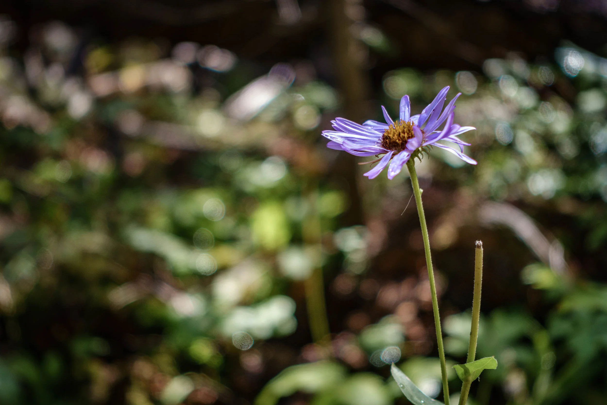 Partially Blue