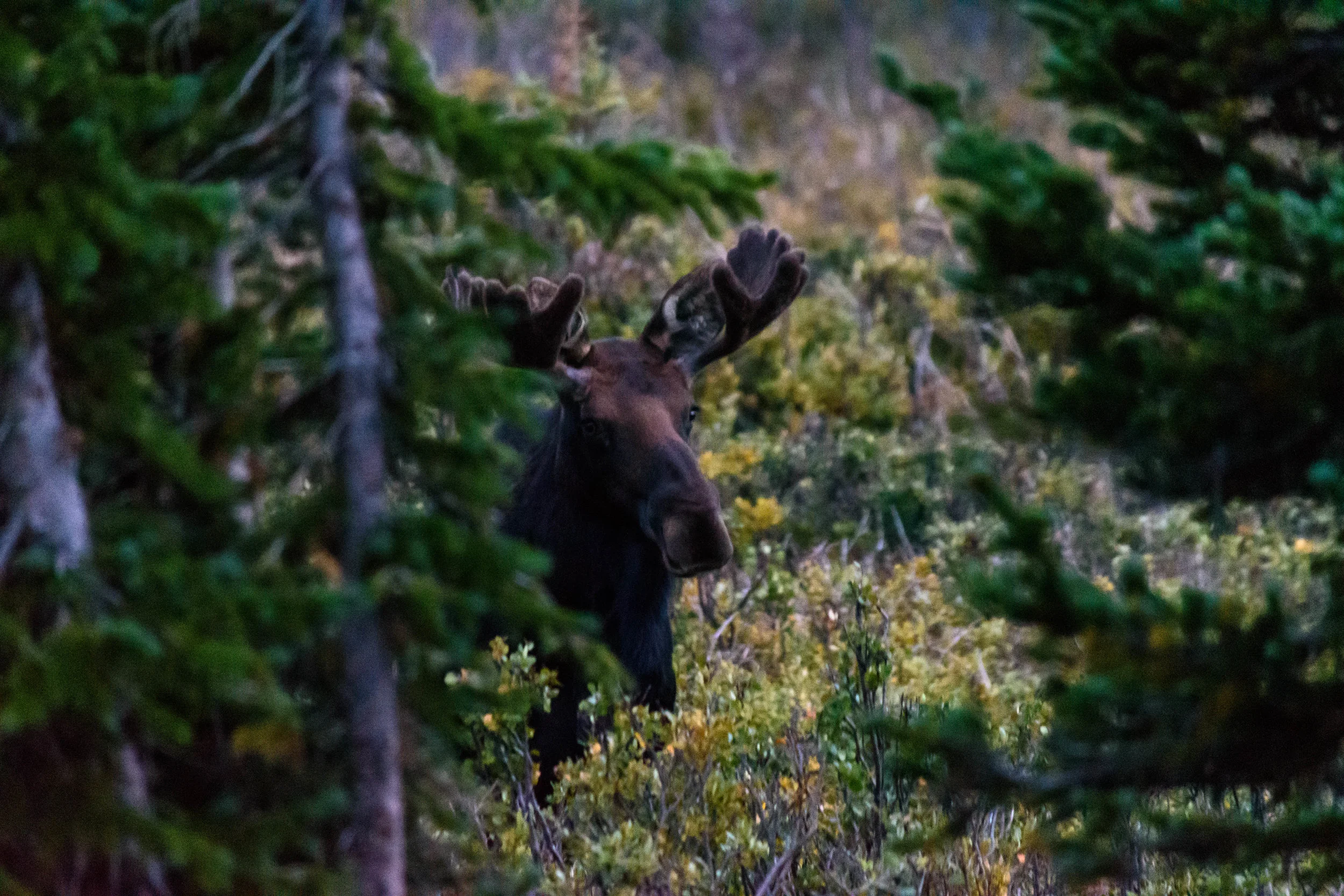 Three Moose Night