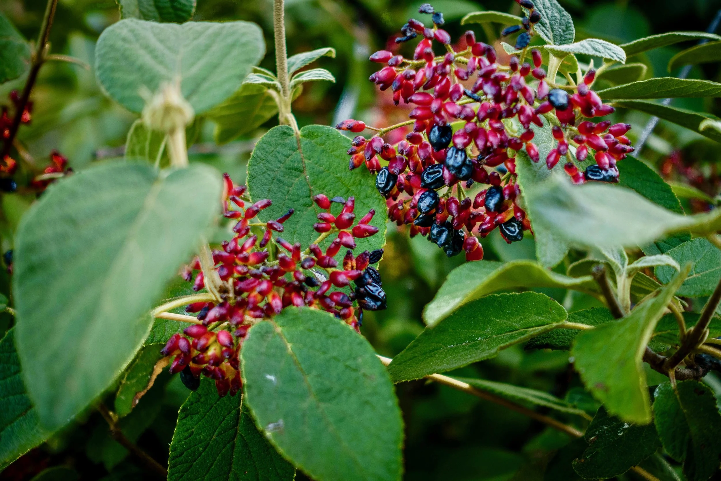 The Bear and Berry