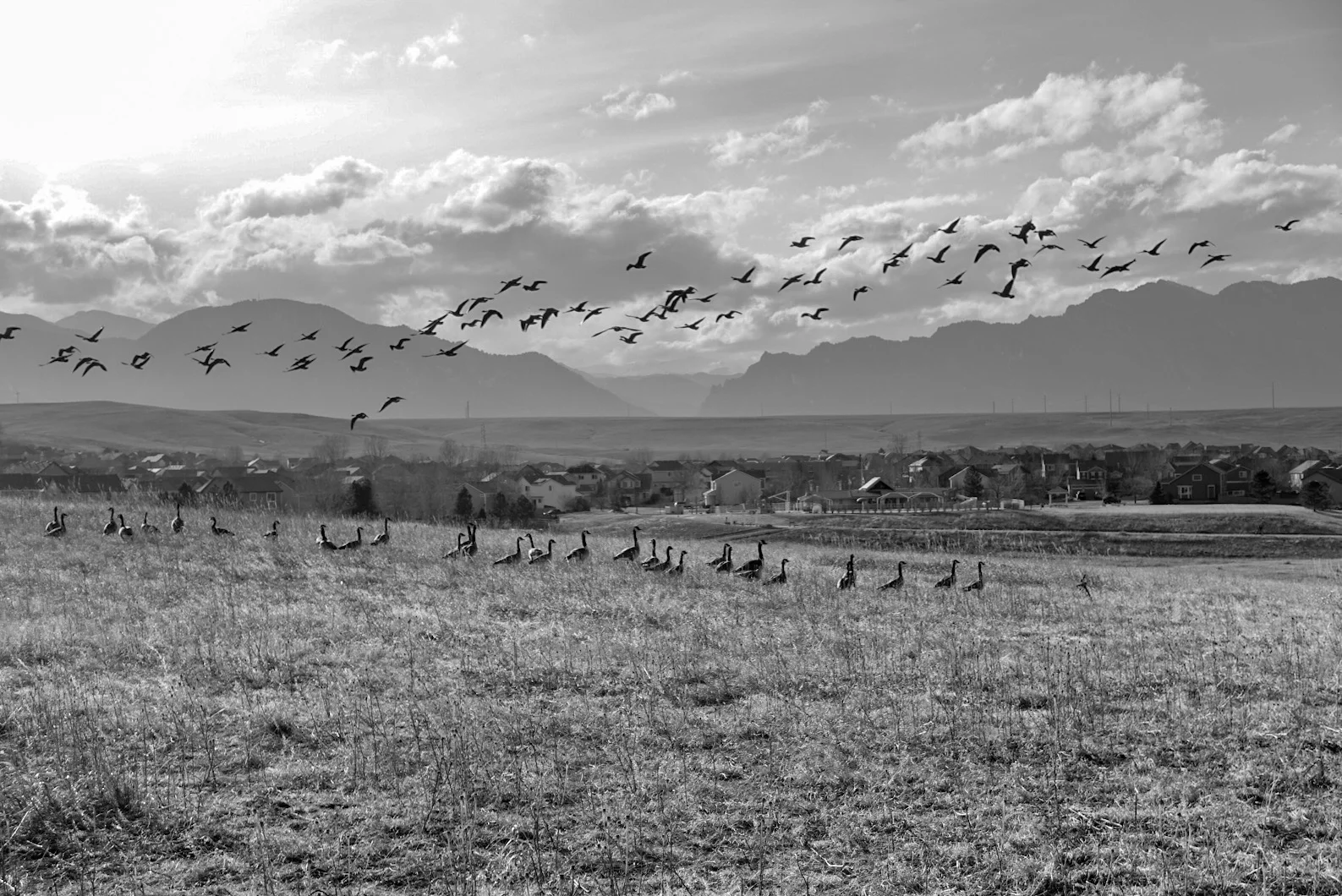 Flocking