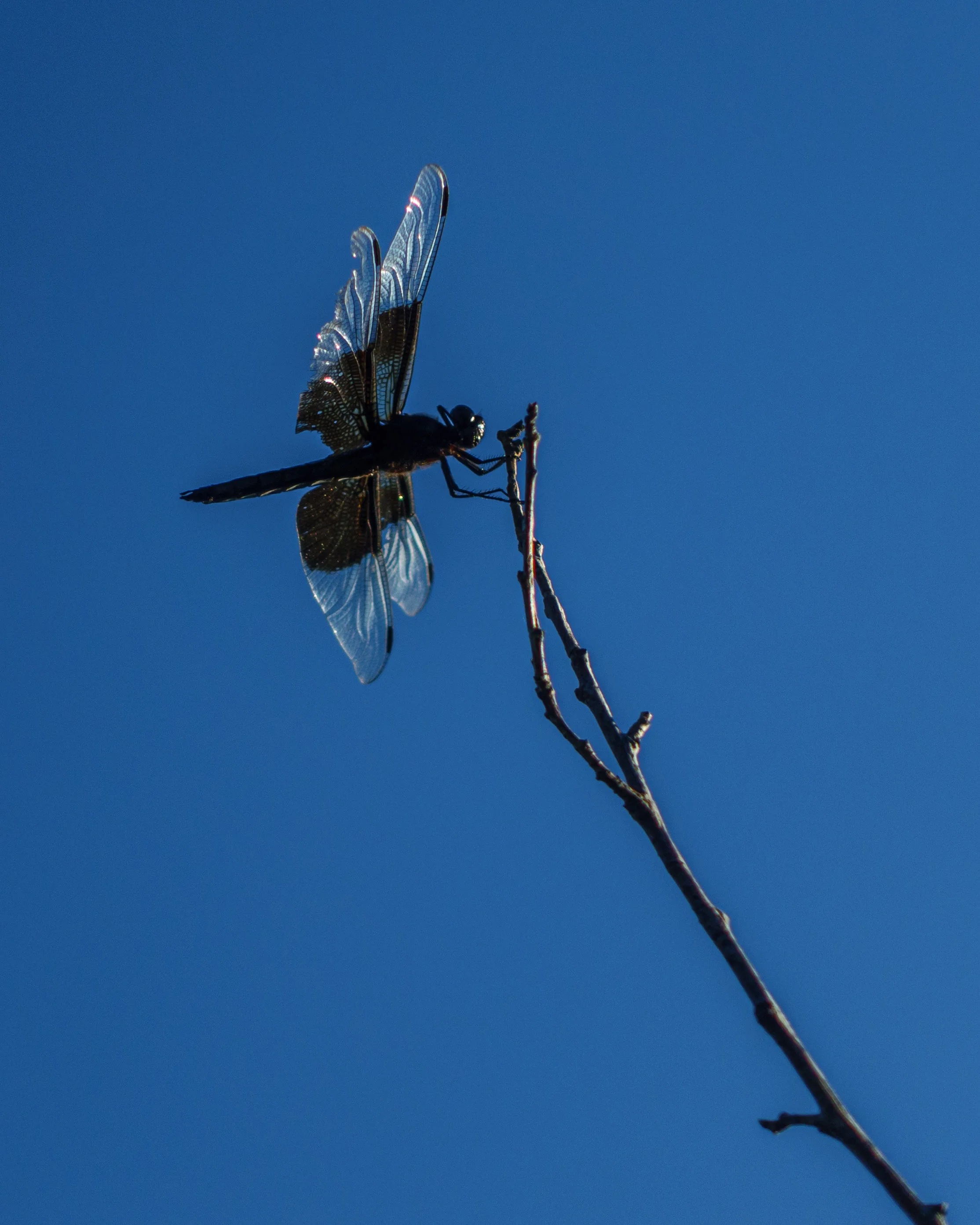 Dragonfly Alley