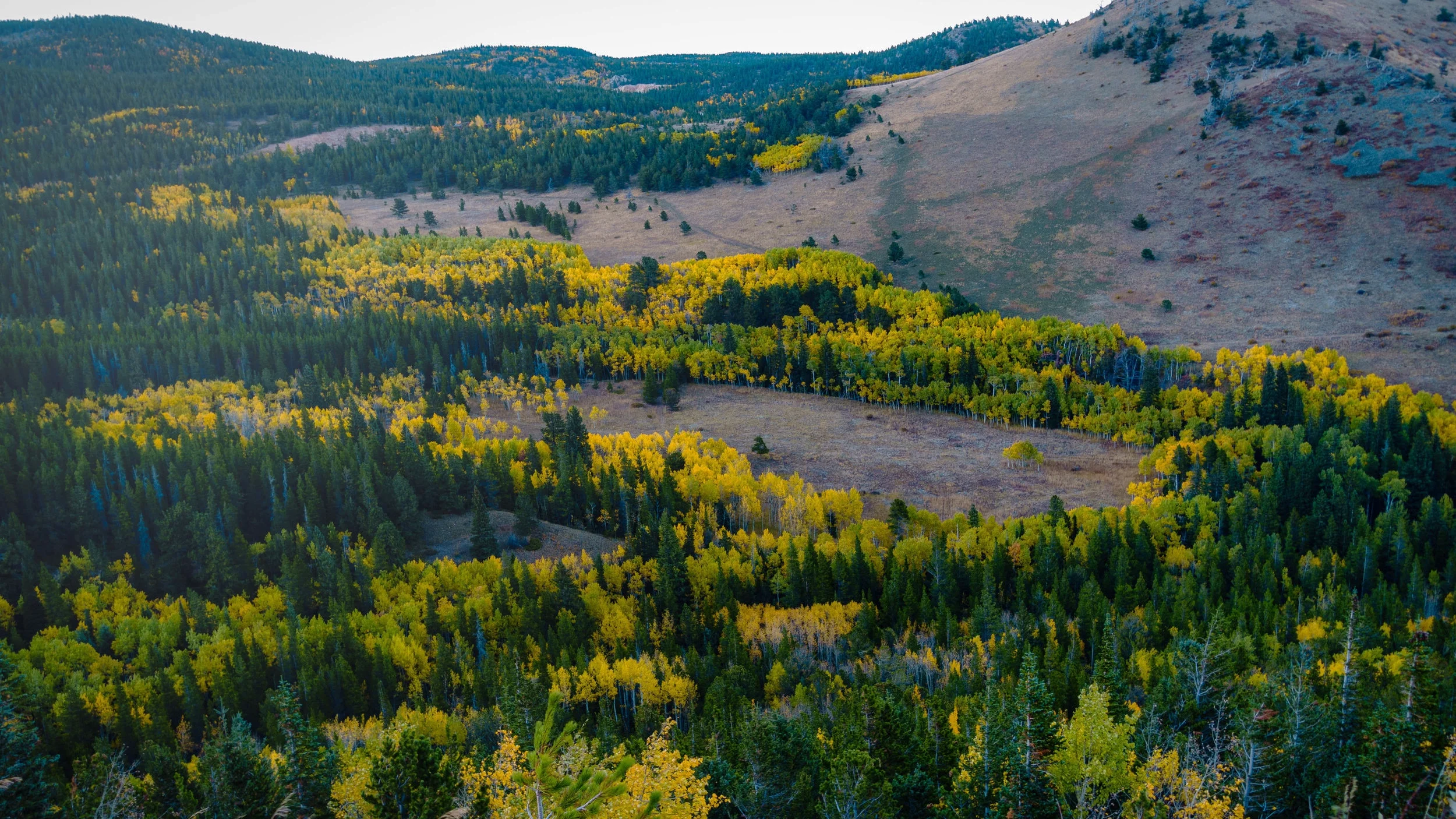 Leaf Trek