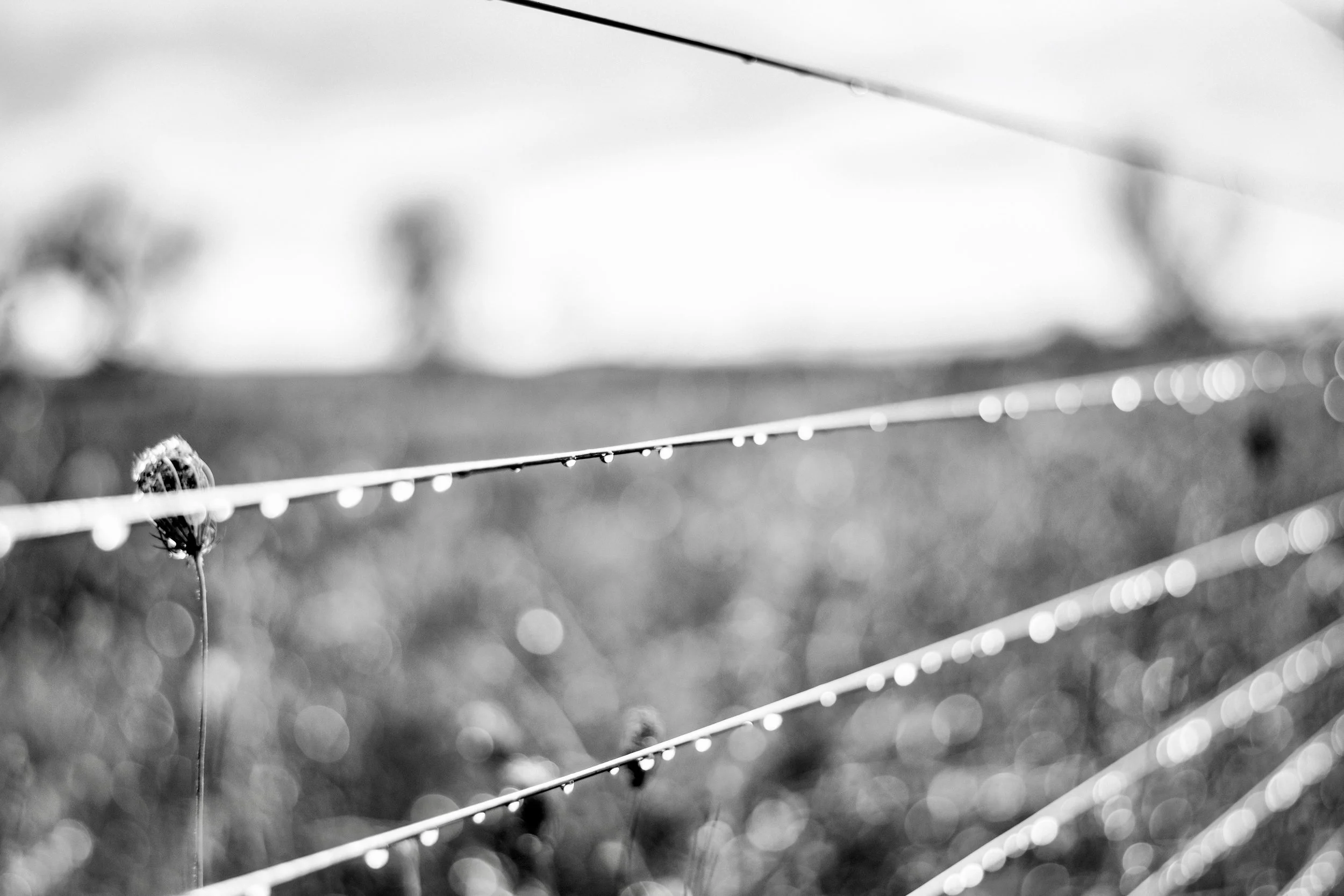 Rain, not rain