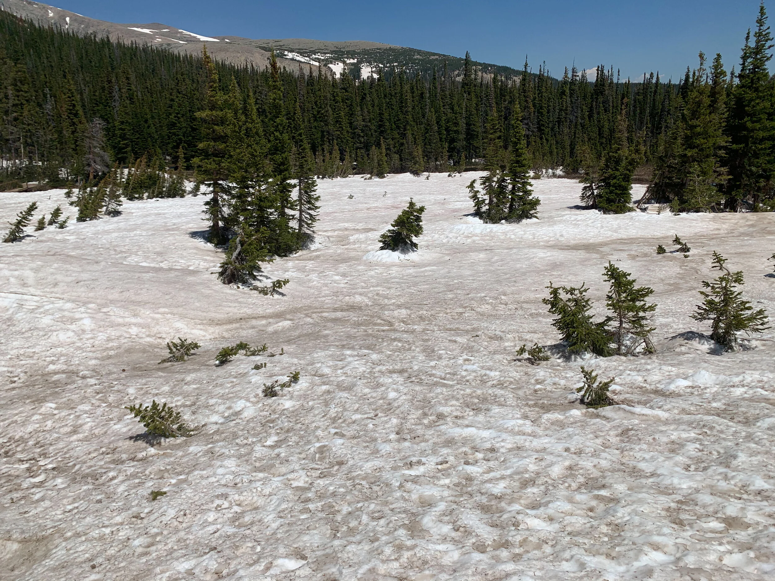 Summer Snowbanks