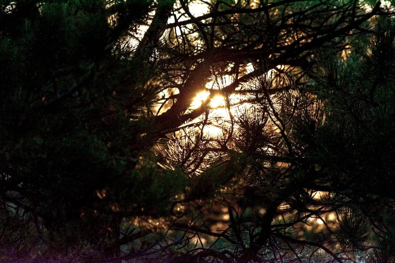 Pining Away