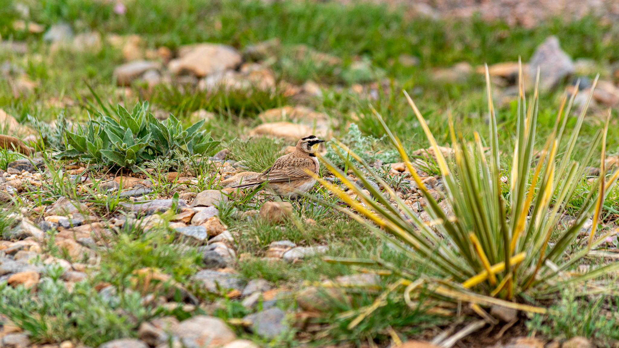 The Lark and Thistle
