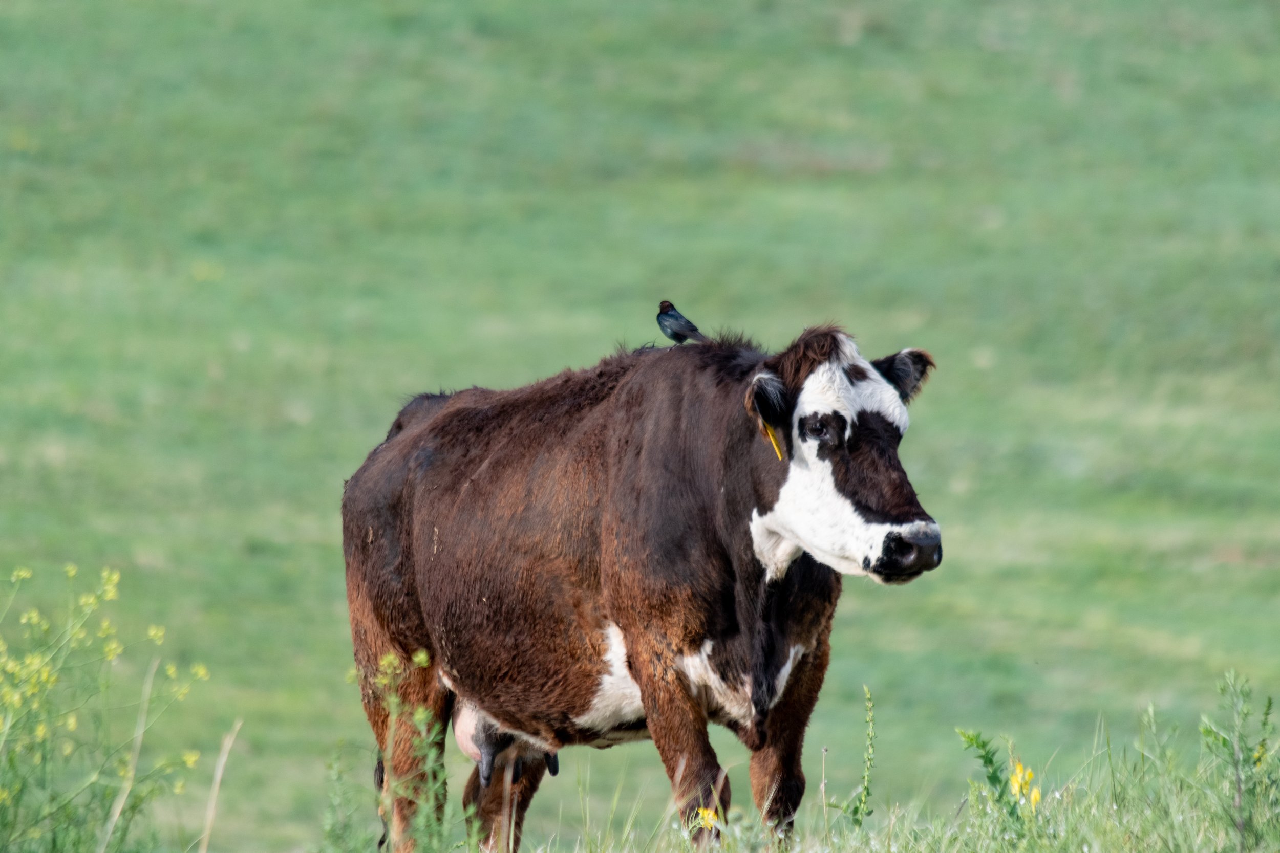 Til the Cow Come Home
