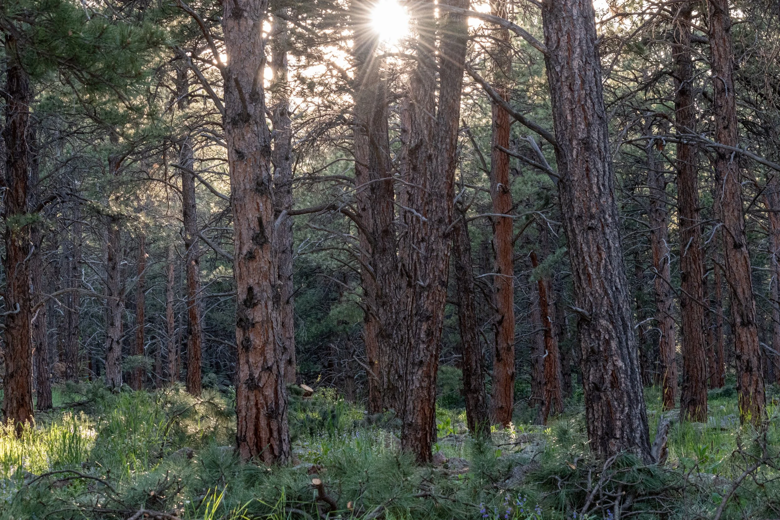 Trees Sneeze