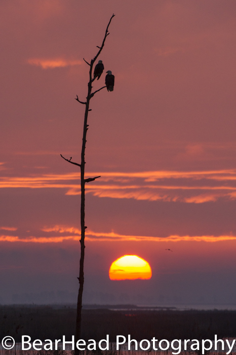 Two bald eagles sit on a dead tree as the sun rises across the marsh.
