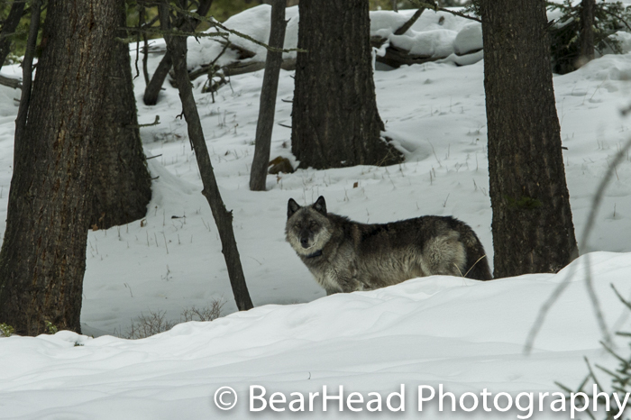 A black wolf checks me out in the snow.