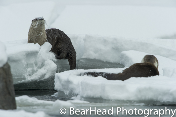 River Otters clean themselves on a snowbank on the river.