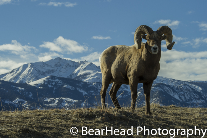 A full curl ram stands proudly on a ridge with Electric Peak behind him.