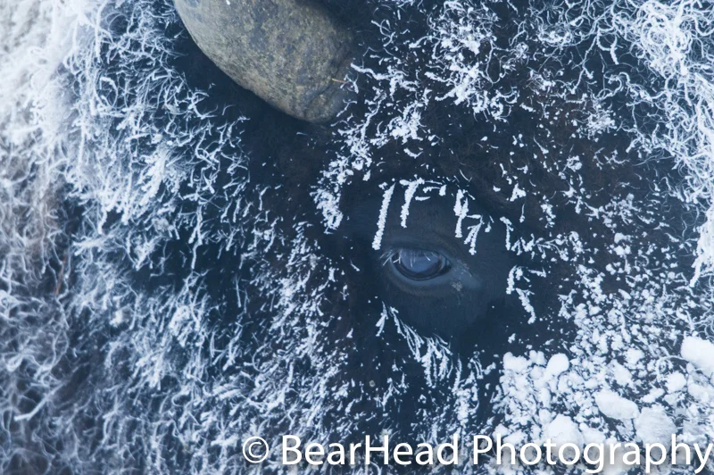 A bison heavily covered in frost moves my way on a -25 degree morning.