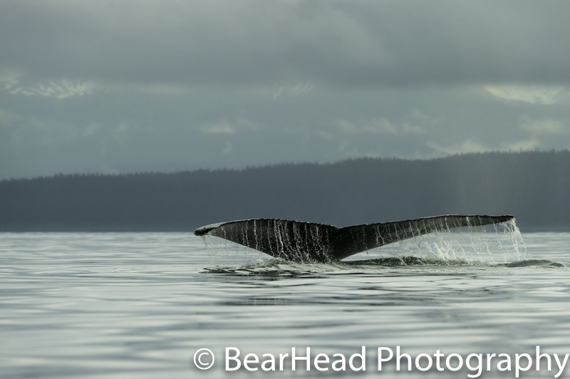  A beautiful whales tail from our first morning.