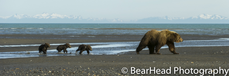 A mother and her 3 cubs move across the tidal flats on a perfect evening.