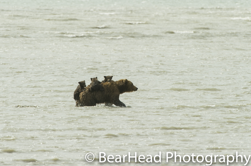 The 3 cubs clinging for life to their mother's back.